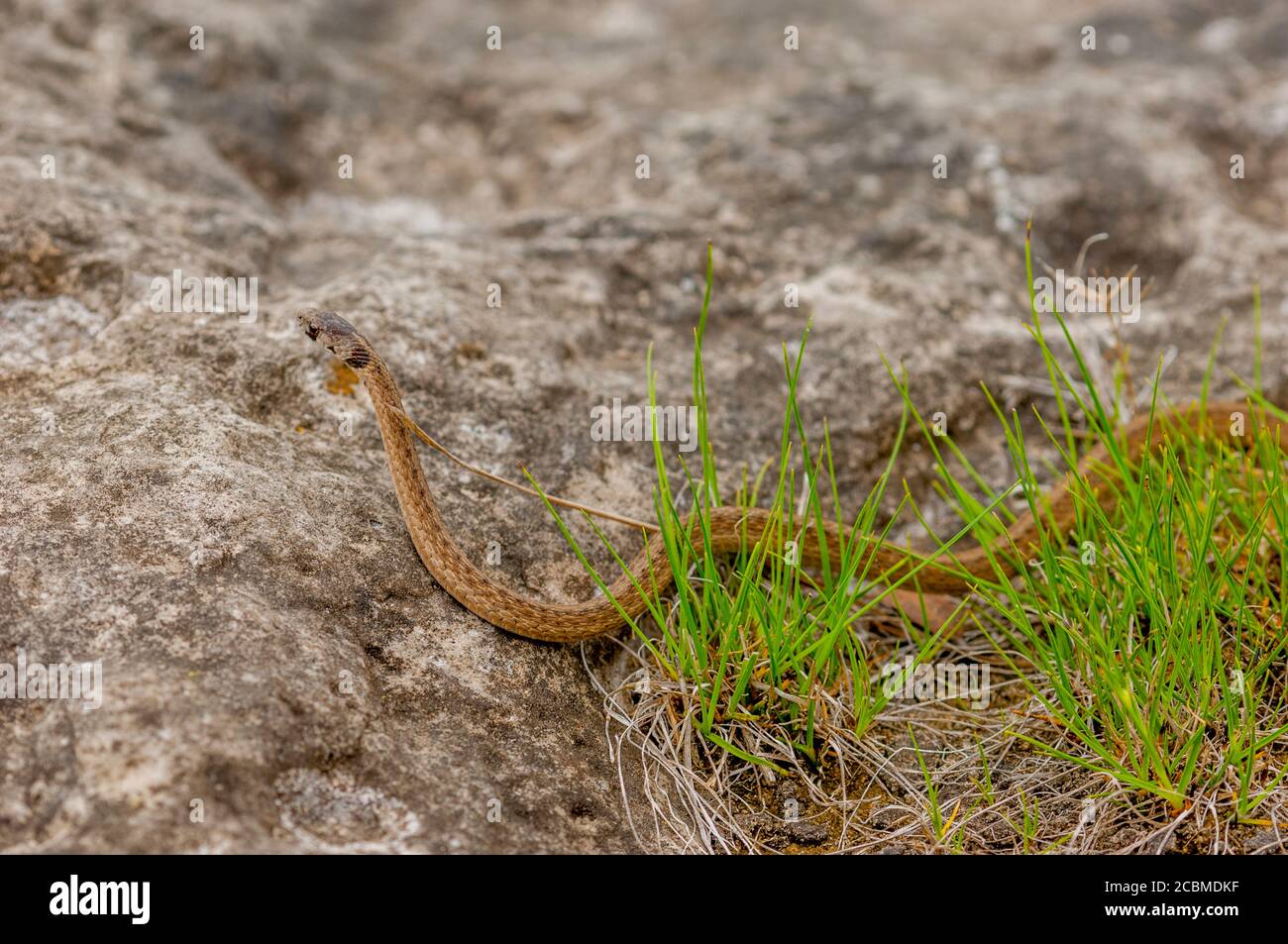 Eine texanische braune Schlange (Storeria dekayi texana) krabbelt über einen Felsen im Hill Country von Texas in der Nähe von Hunt, USA. Stockfoto