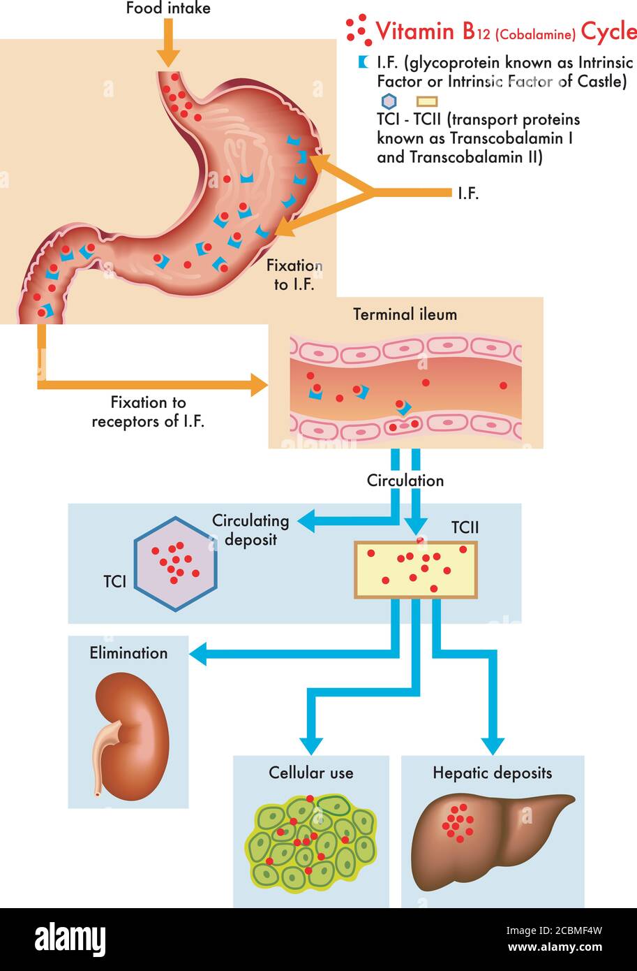 Medizinisches Diagramm des Zyklus von Vitamin B12 im menschlichen Körper. Stock Vektor