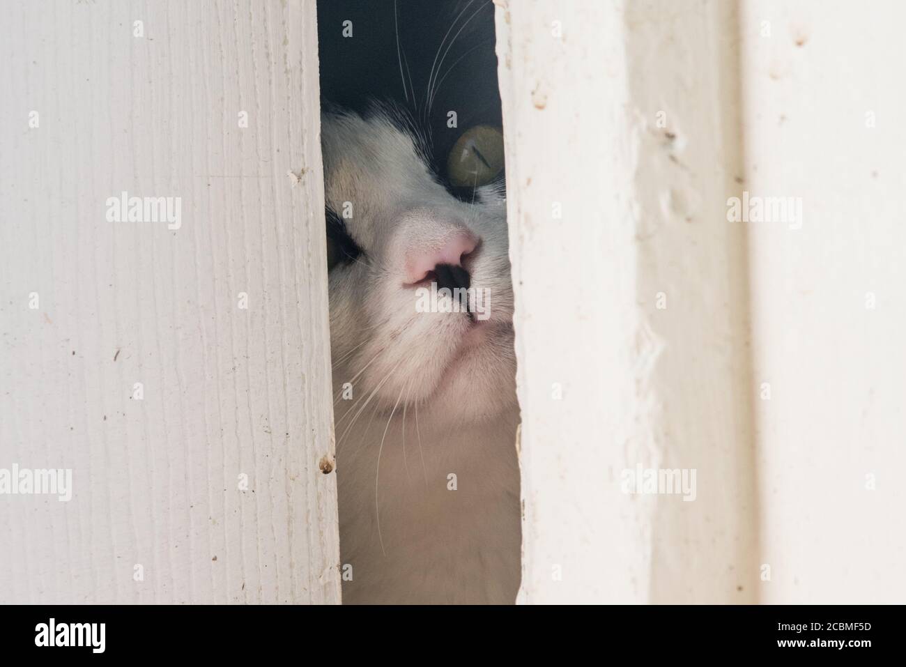 Eine neugierige Katze guckt durch einen Riss, der von einer teilweise geöffneten Tür verlassen wurde. Die Indoor-Katze beobachtet neugierig die Natur. Stockfoto