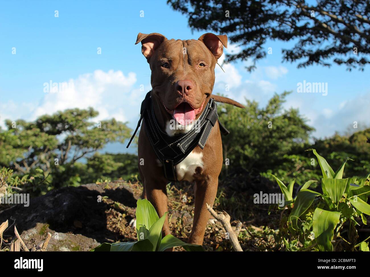 Der Canelo Hund Stockfoto