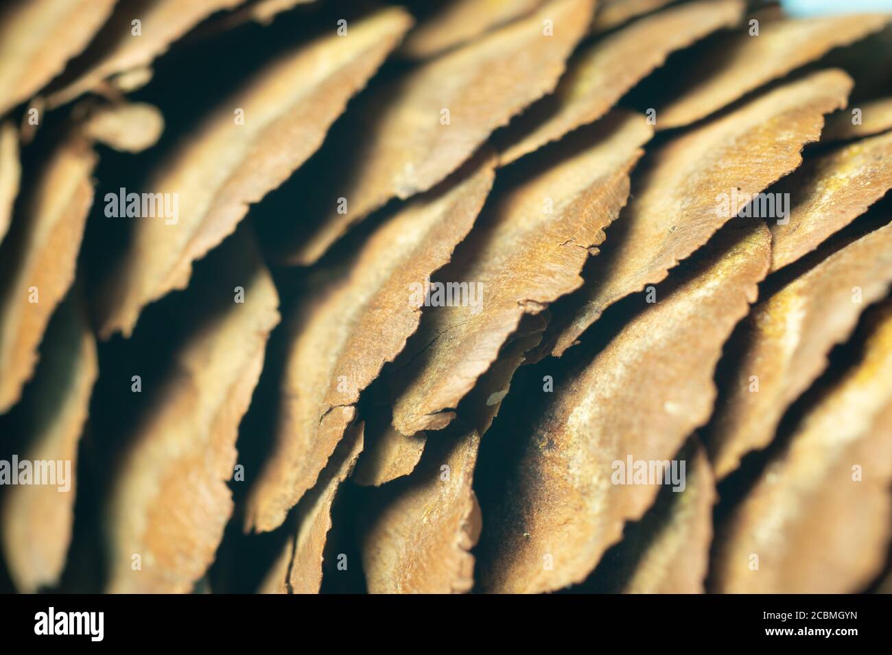 Braune Textur Natur Hintergrund. Makro-Hintergrund des Kegelbaums. Deisgn-Vorlage für Web Stockfoto