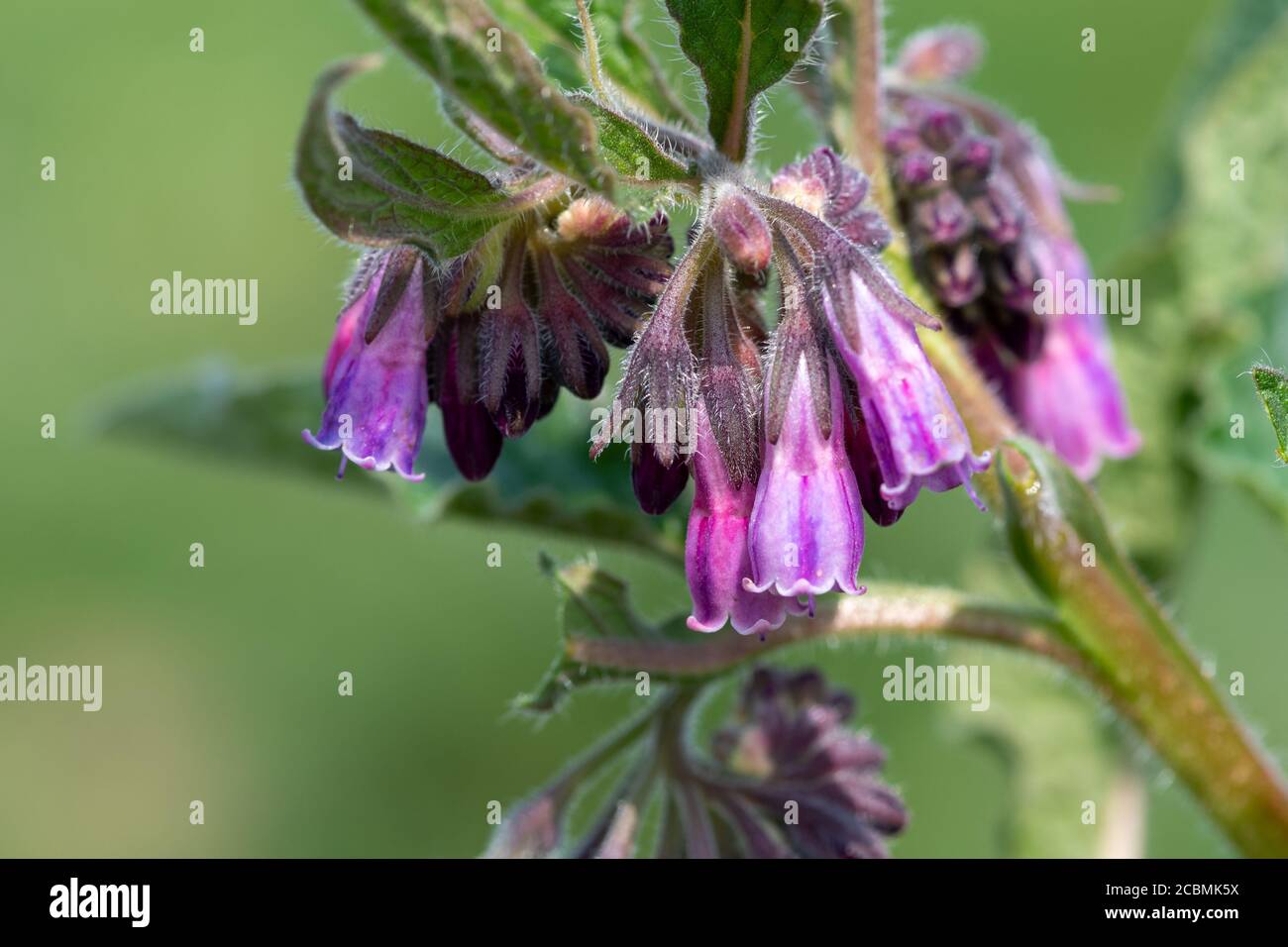 Makroaufnahme von Gemeine Beinwell (symphytum officinale) in Blüte Stockfoto