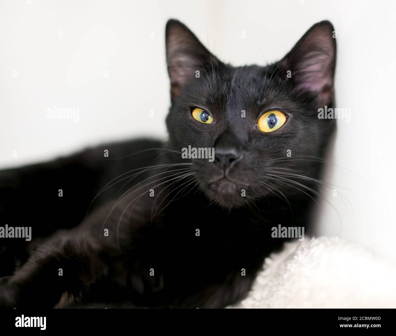 Eine schwarze Kurzhaarkatze mit gelben Augen, die seitlich anschaut Die Kamera Stockfoto