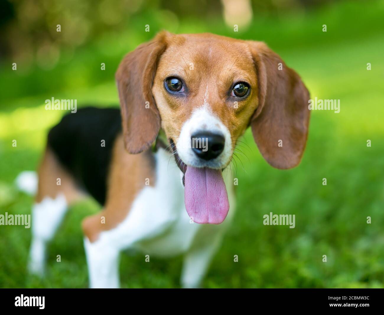 Ein dreifarbiger Beagle-Welpe mit großen braunen Augen, im Freien stehend mit einem fröhlichen Ausdruck Stockfoto