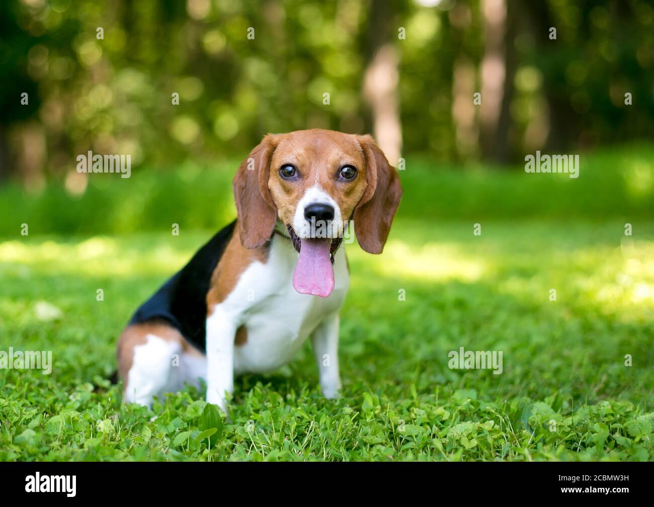 Ein dreifarbiger Beagle-Welpe mit großen braunen Augen, im Freien sitzend und keuchend Stockfoto