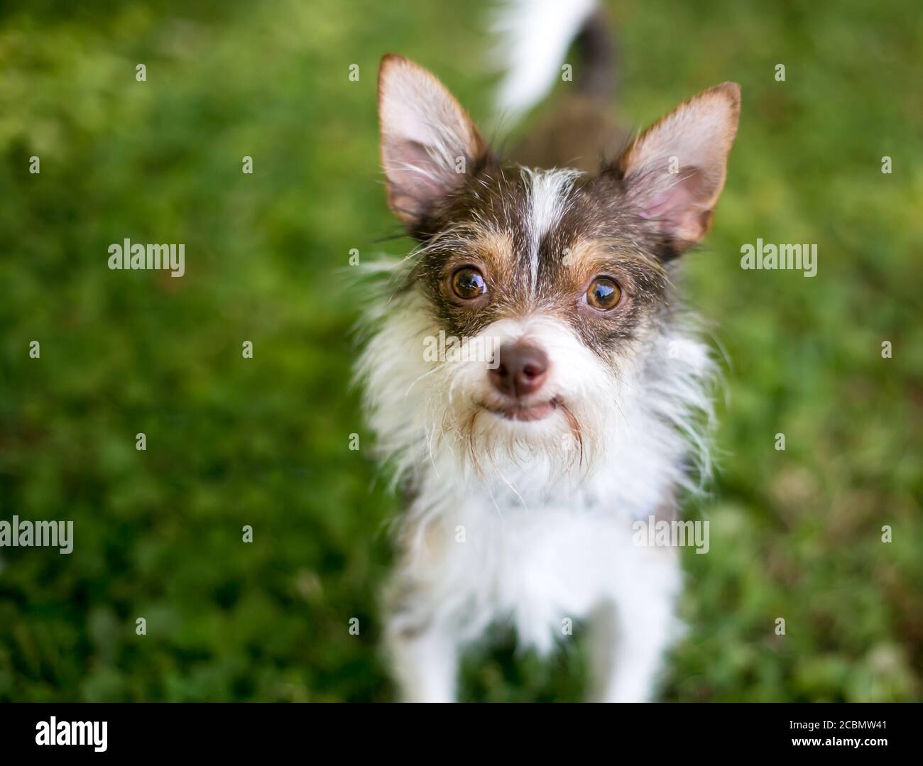 Ein Chihuahua x Wire Fox Terrier Mischlingshund (auch bekannt als Wire Chiwoxy) im Freien, Blick auf die Kamera Stockfoto