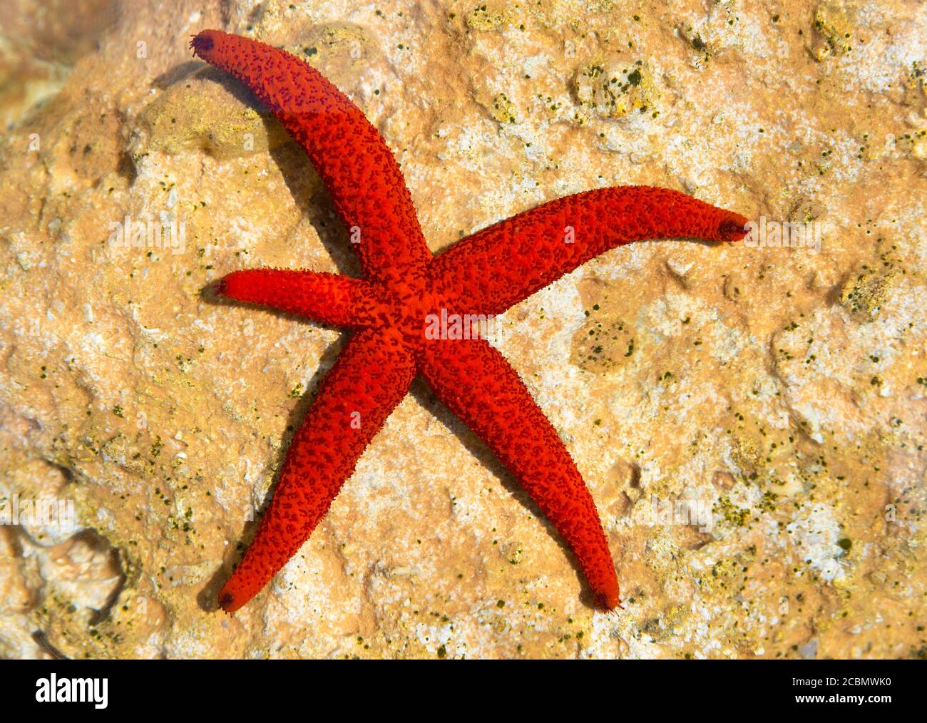 Roter Seestern, Echinaster sepositus, zeigt Gliederregeneration, Ionisches Meer, Mittelmeer, Korfu, Ionische Inseln, Griechenland Stockfoto
