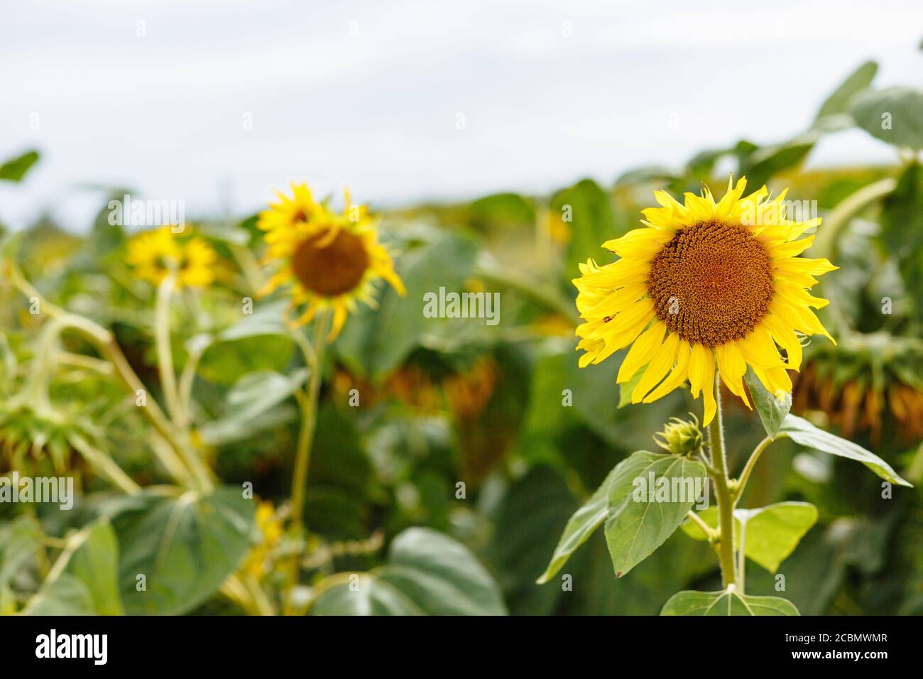 Blühende Sonnenblumen auf dem Feld. Sonnenblumenfeld. Sonnenblumen. Ernte. Sonnenblumenfeld Stockfoto