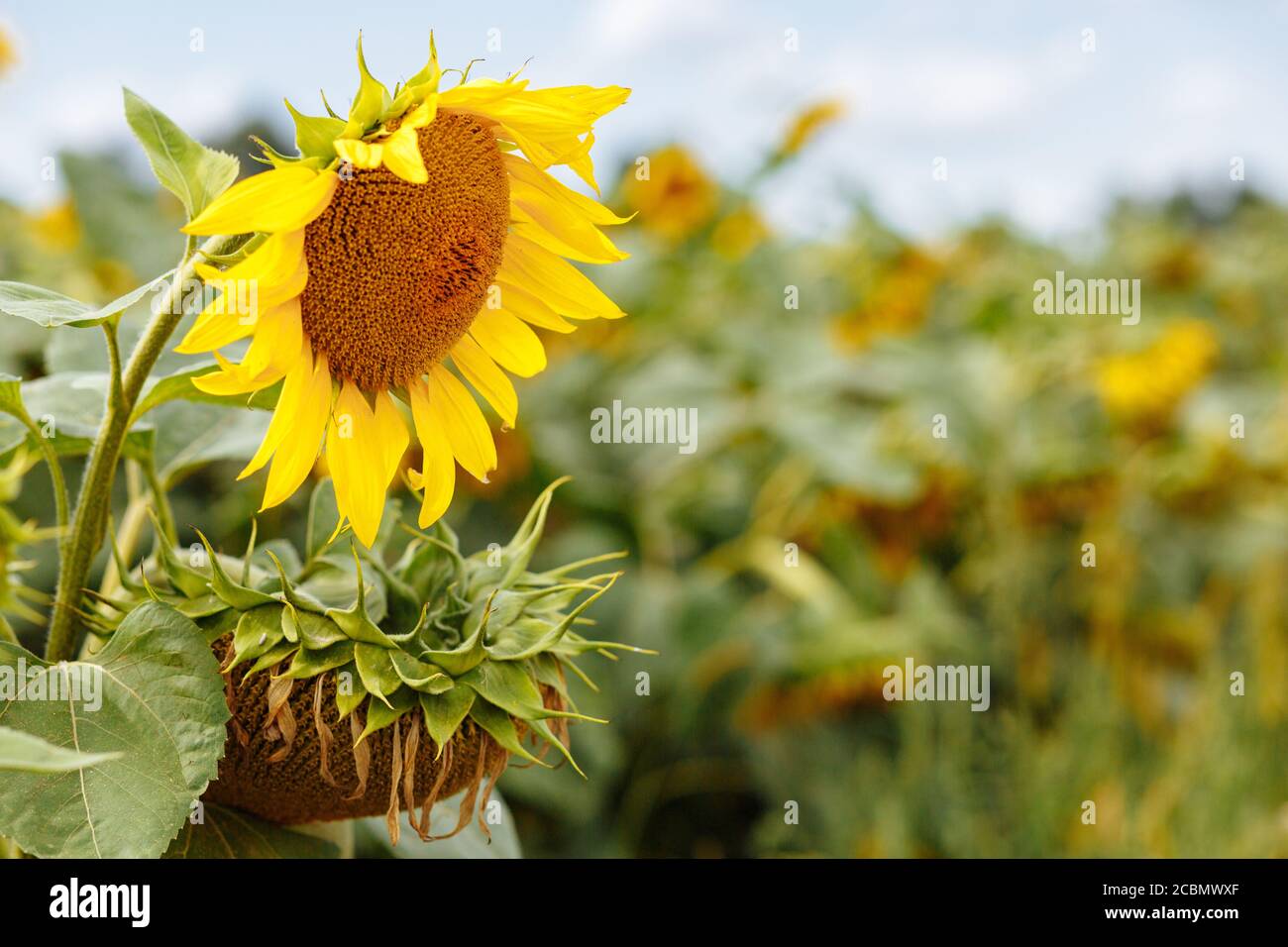 Sonnenblume auf dem Feld. Sonnenblumen. Ernte. Sonnenblumenfelder Stockfoto
