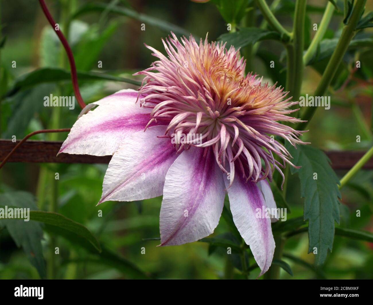 Flowers Clematis Stockfotos Und Bilder Kaufen Seite 3 Alamy
