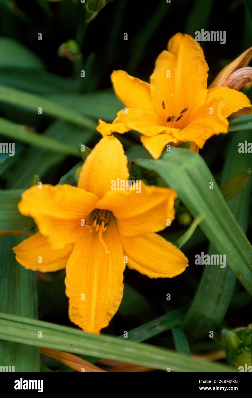 Nahaufnahme der Lilie, die im Garten wächst Stockfoto