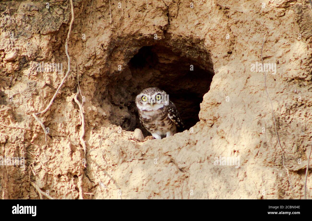 Kleine Eule (Athene noctua) in einer Höhle Stockfoto