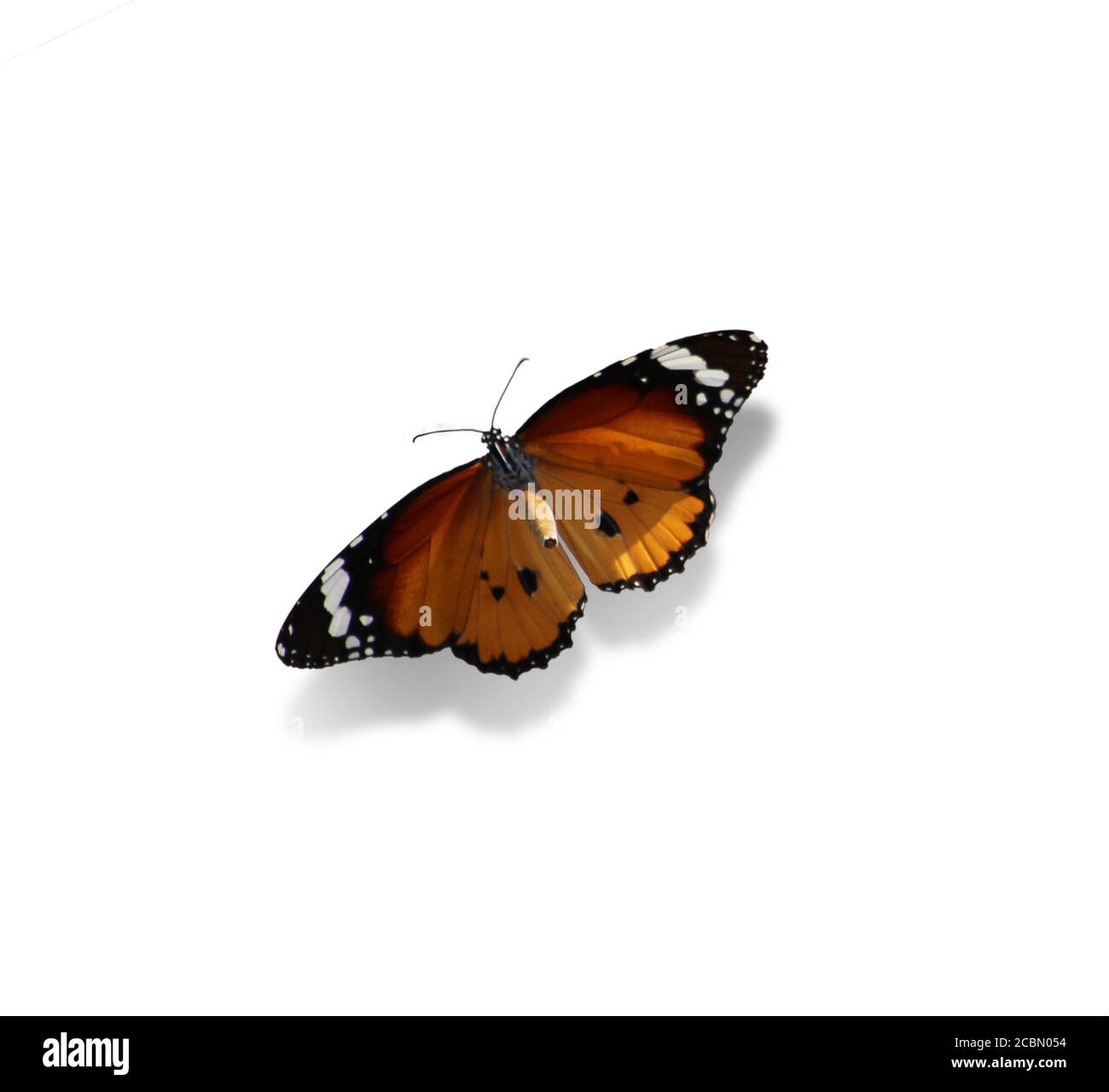 Monarch butterfly auf weißem Hintergrund Stockfoto
