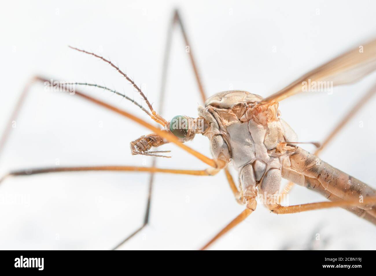 Kranflug. Tipula maxima. Gruselige Mikrowelt Stockfoto