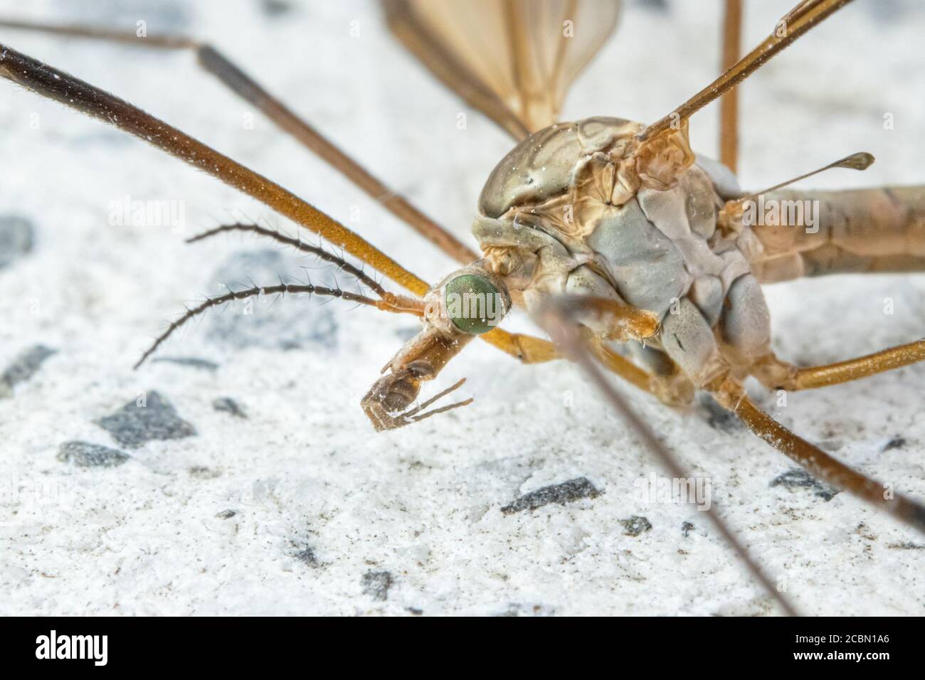Kran fliegen von extremen Nahaufnahme . Tipula maxima. Stockfoto