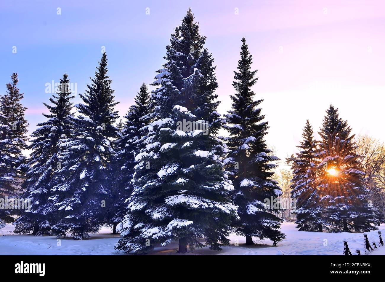 Winter Sonnenuntergang oder Sonnenaufgang im Park. Goldene Sonnenstrahlen leuchten durch die Fichtenzweige. Verschneite Winter Park im Hintergrund. Das Strahlen der Sonne Lärm Stockfoto