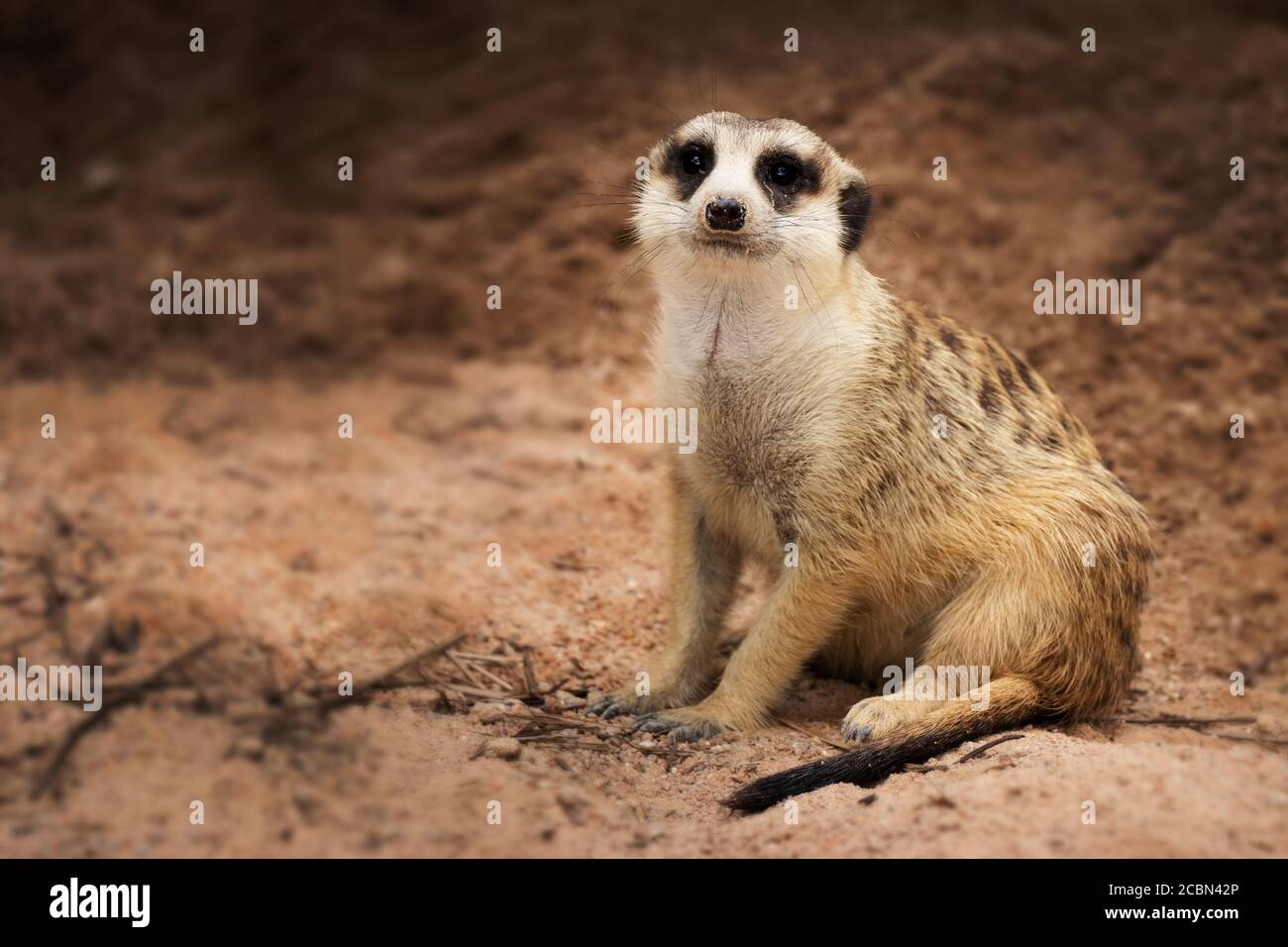 Isolierte einzelne dunkle Bänder auf der Rückseite und eine schwarz-getippte Schwanzmeerkat (Surikat) allein auf dem Boden sitzend Stockfoto