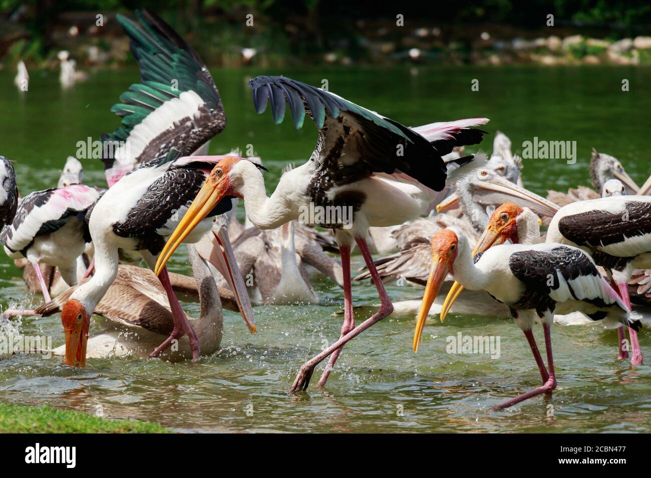 Gruppe von Pelikanen fangen Fische aus dem Fluss des Sees. Pelikan-Vogeltapete , Hintergrund Stockfoto