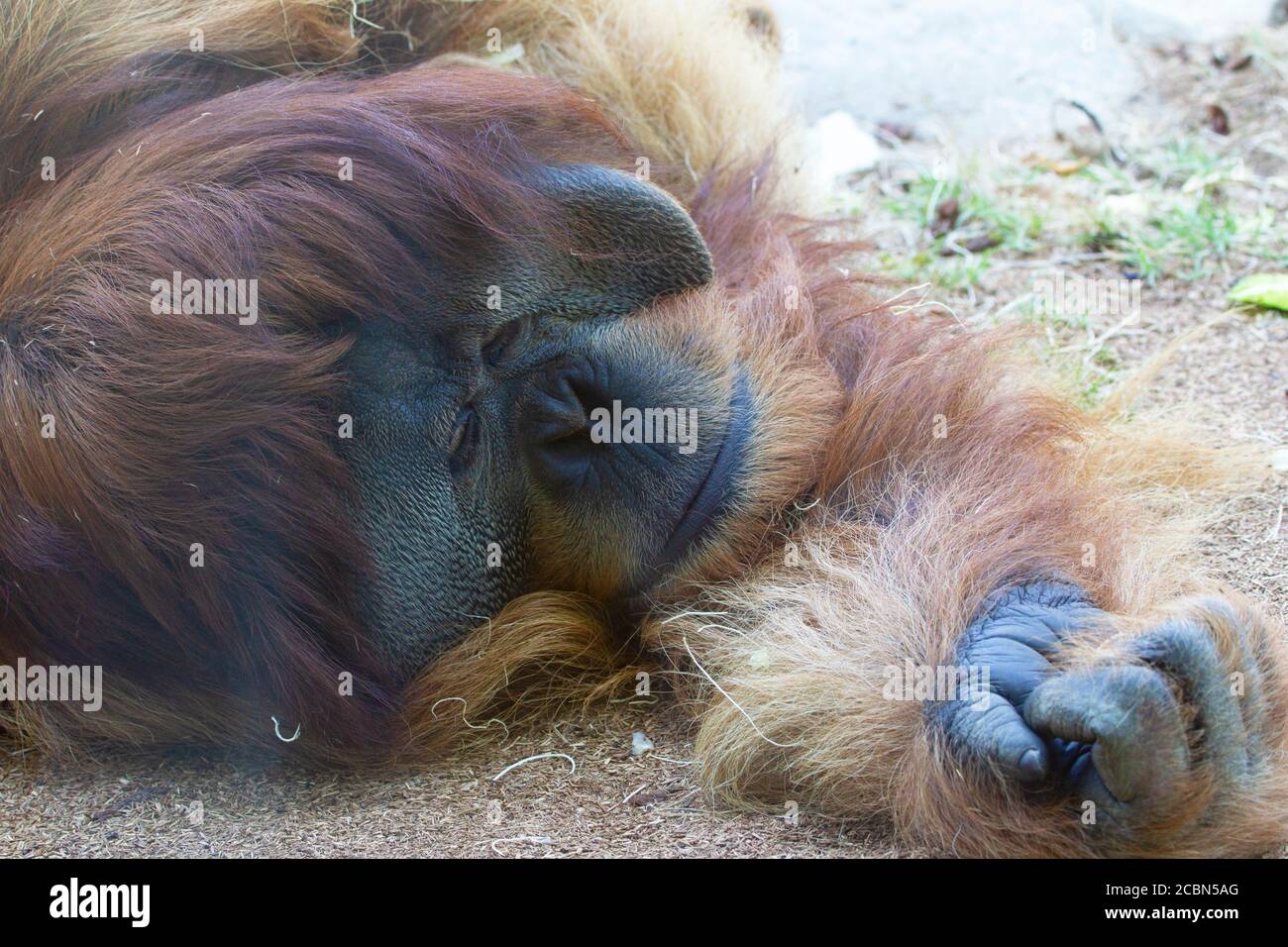Orang-Utan Männchen schlafen auf dem Boden Nahaufnahme Stockfoto