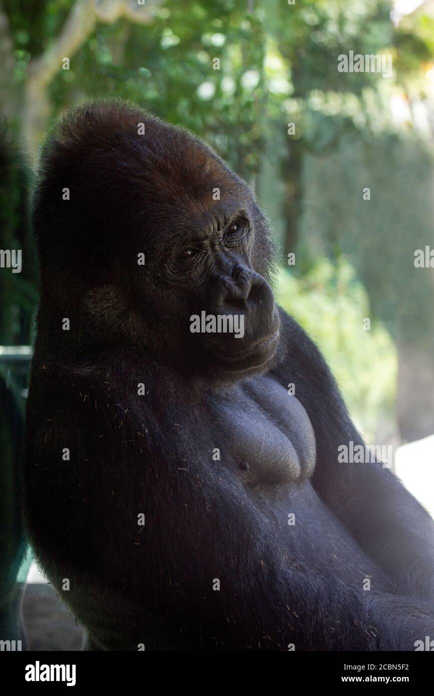 Silverback Gorilla Sitzt Auf Stockfoto