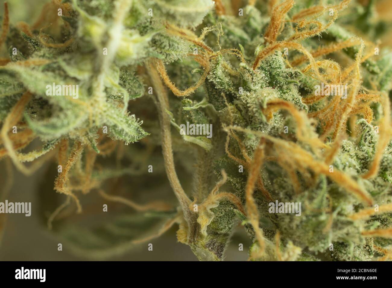 Makrofoto von Cannabis Knospe mit THC Kristallen auf Trichomen Stockfoto