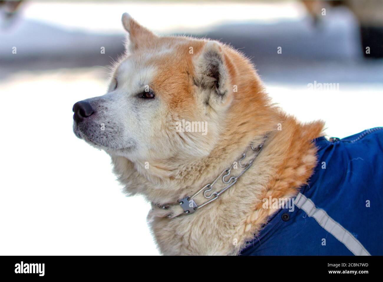 Porträt der Hunderasse Akita inu mit Metallkragen Stockfoto