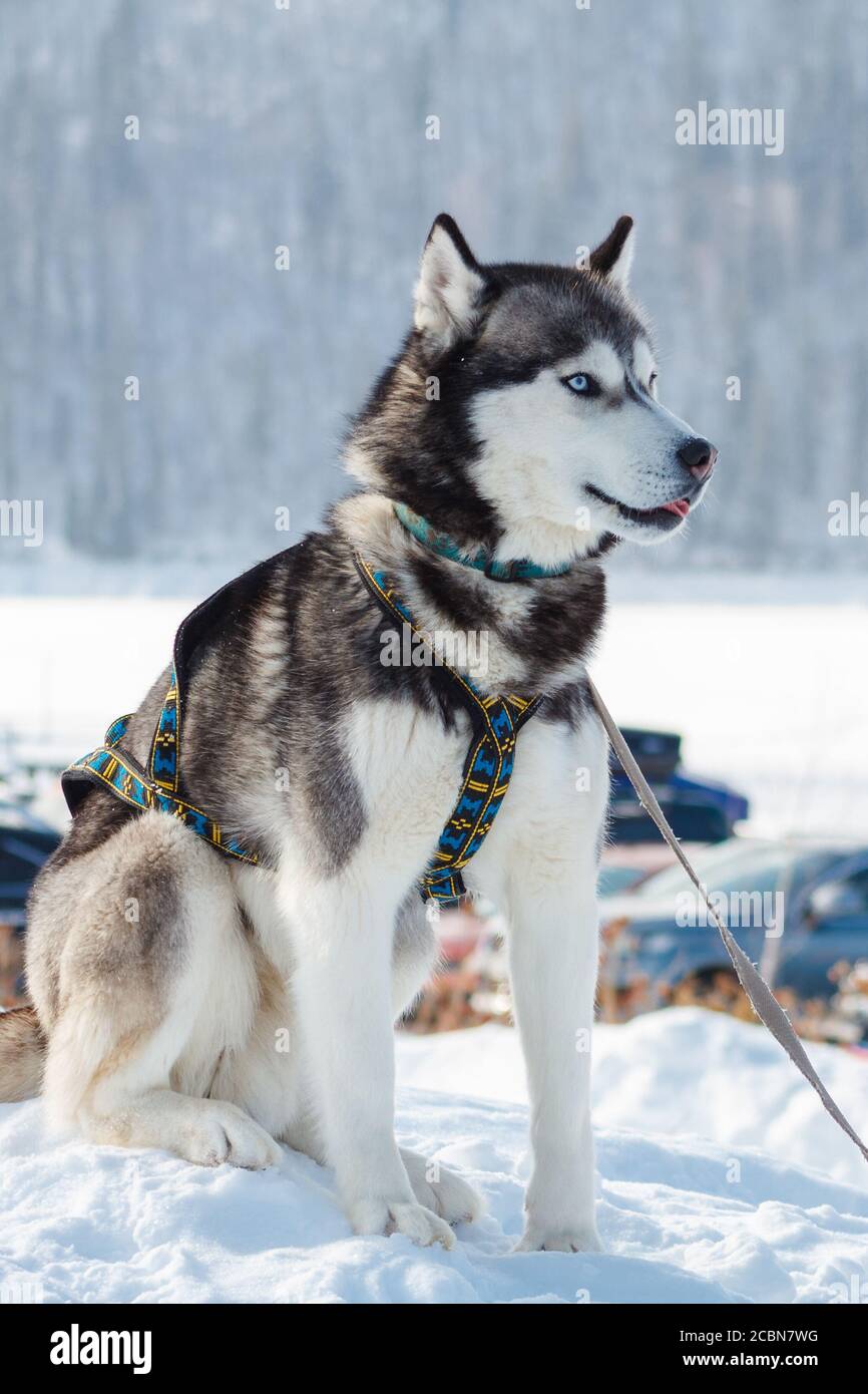 Lustiger Hund, sibirischer Husky sitzt im Schnee. Stockfoto