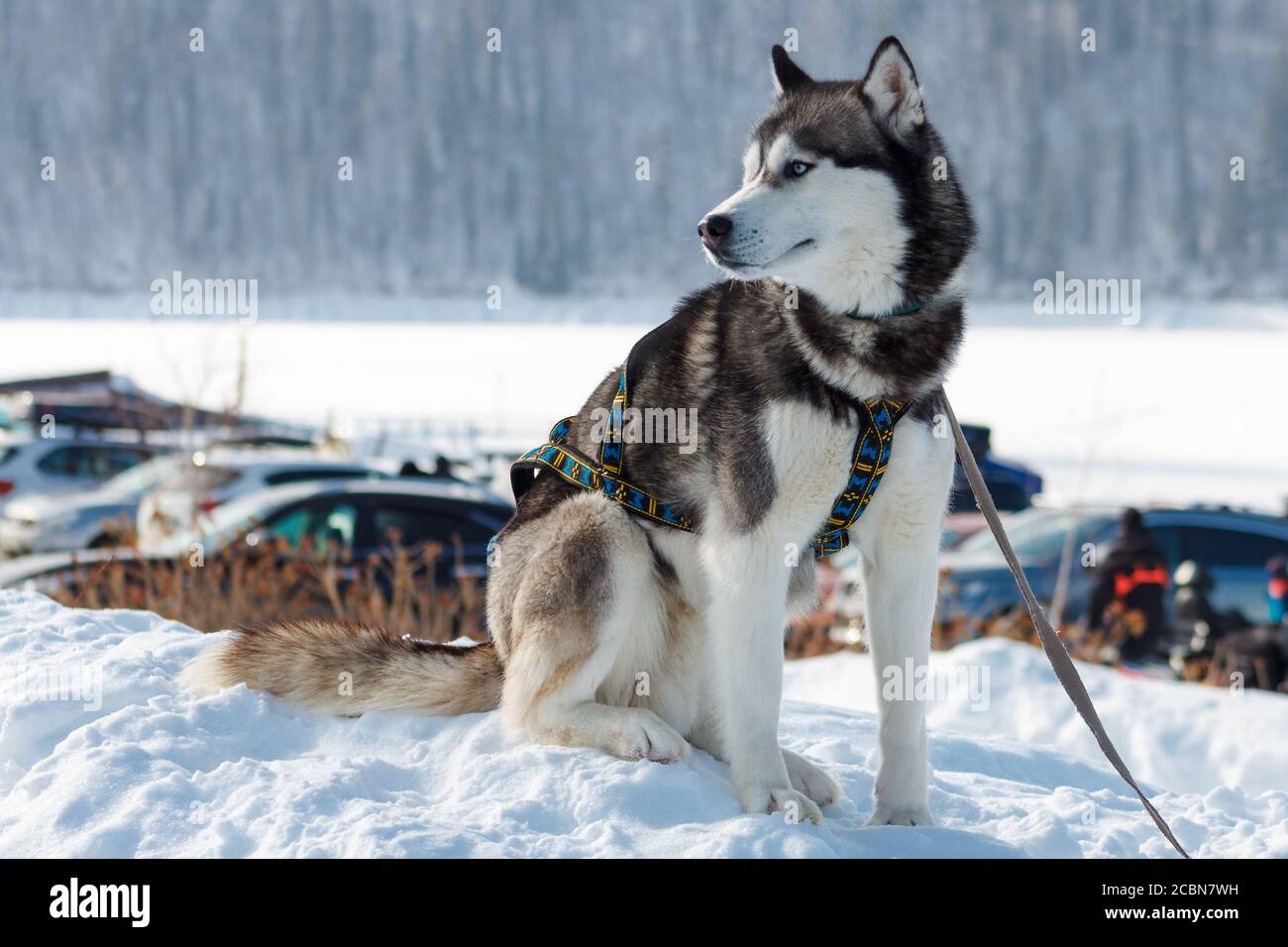 Hund, sibirischer Husky im Schnee sitzend. Stockfoto
