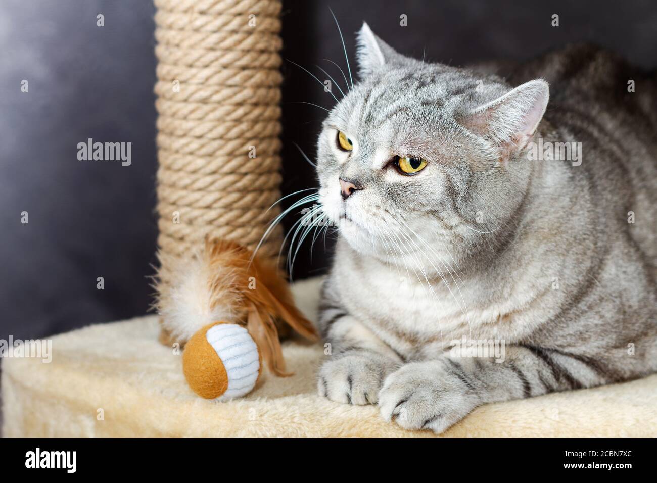 Graues Kurzhaar schottische tabby Katze, brauner Kratzpfosten und Spielzeugball mit Federn Stockfoto