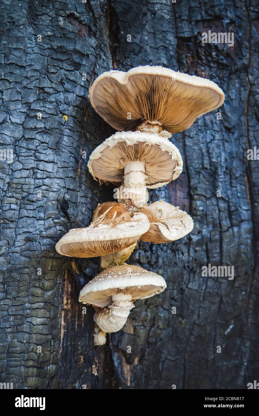 Essbare Pilze wachsen auf einem verbrannten Baum, Neolentinus lepideus Stockfoto