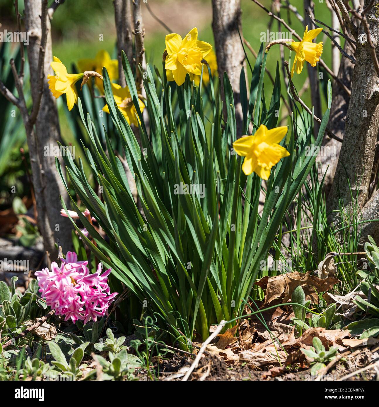 Nahaufnahme von gelben Narzissen und rosa Hyazinthe Blumenbeet in Feder Stockfoto