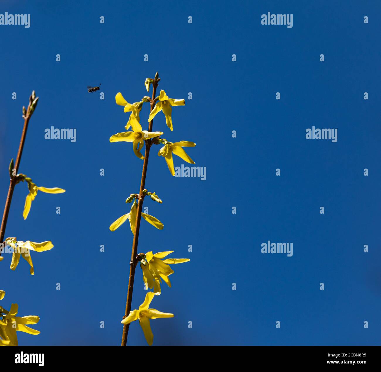 Nahaufnahme einer Biene, die an den gelben Blumen vorbeifliegt Ende eines Zweiges mit blauem Himmel Hintergrund Stockfoto