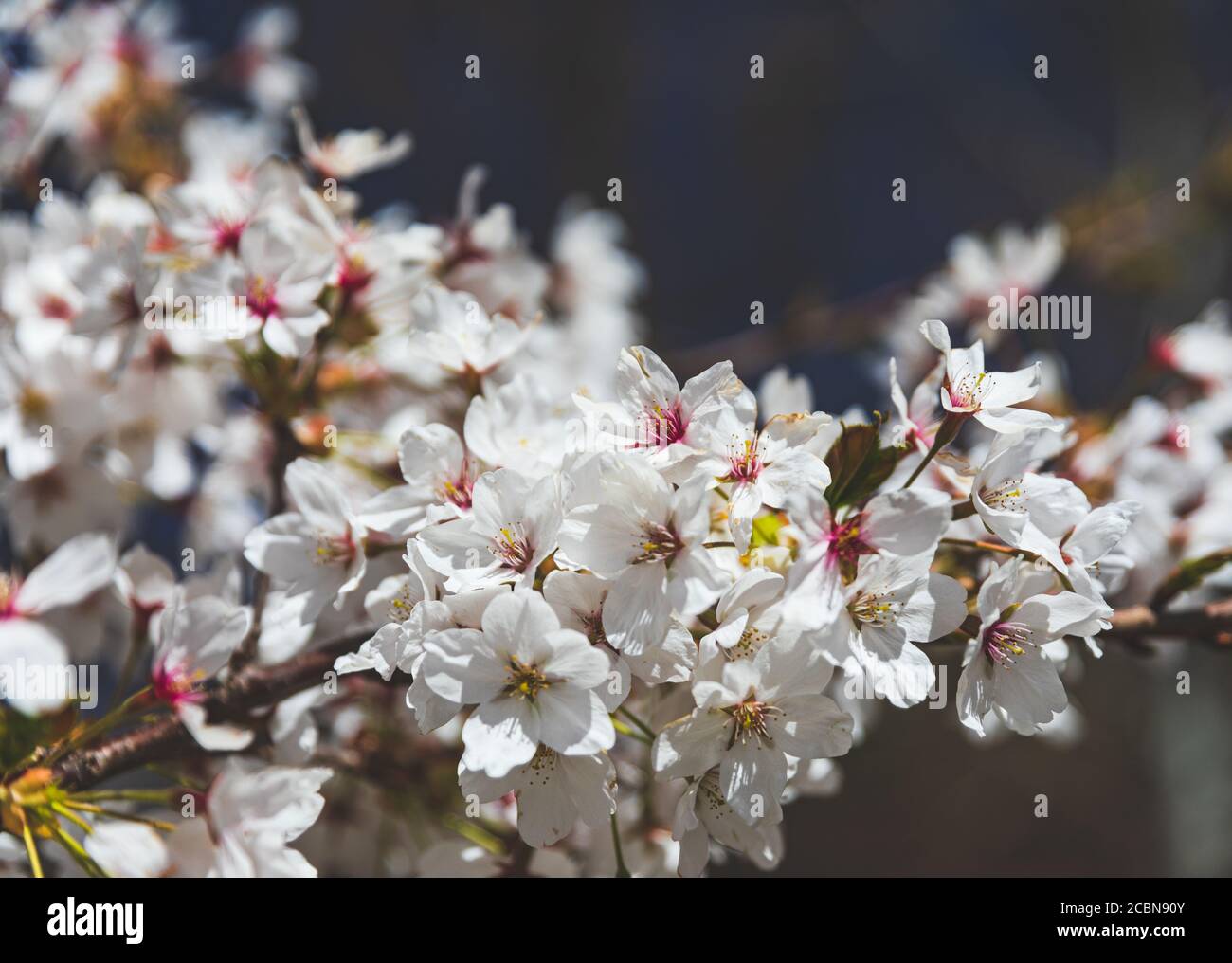 Nahaufnahme der weißen Kirschblüten am Ende des Astes Stockfoto
