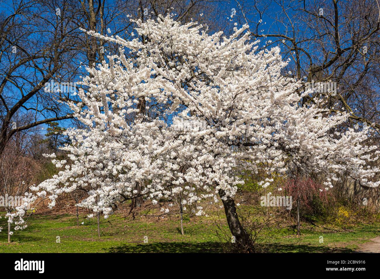 Ein Kirschblütenbaum voller weißer Blumen auf einem Sonniger Tag Stockfoto