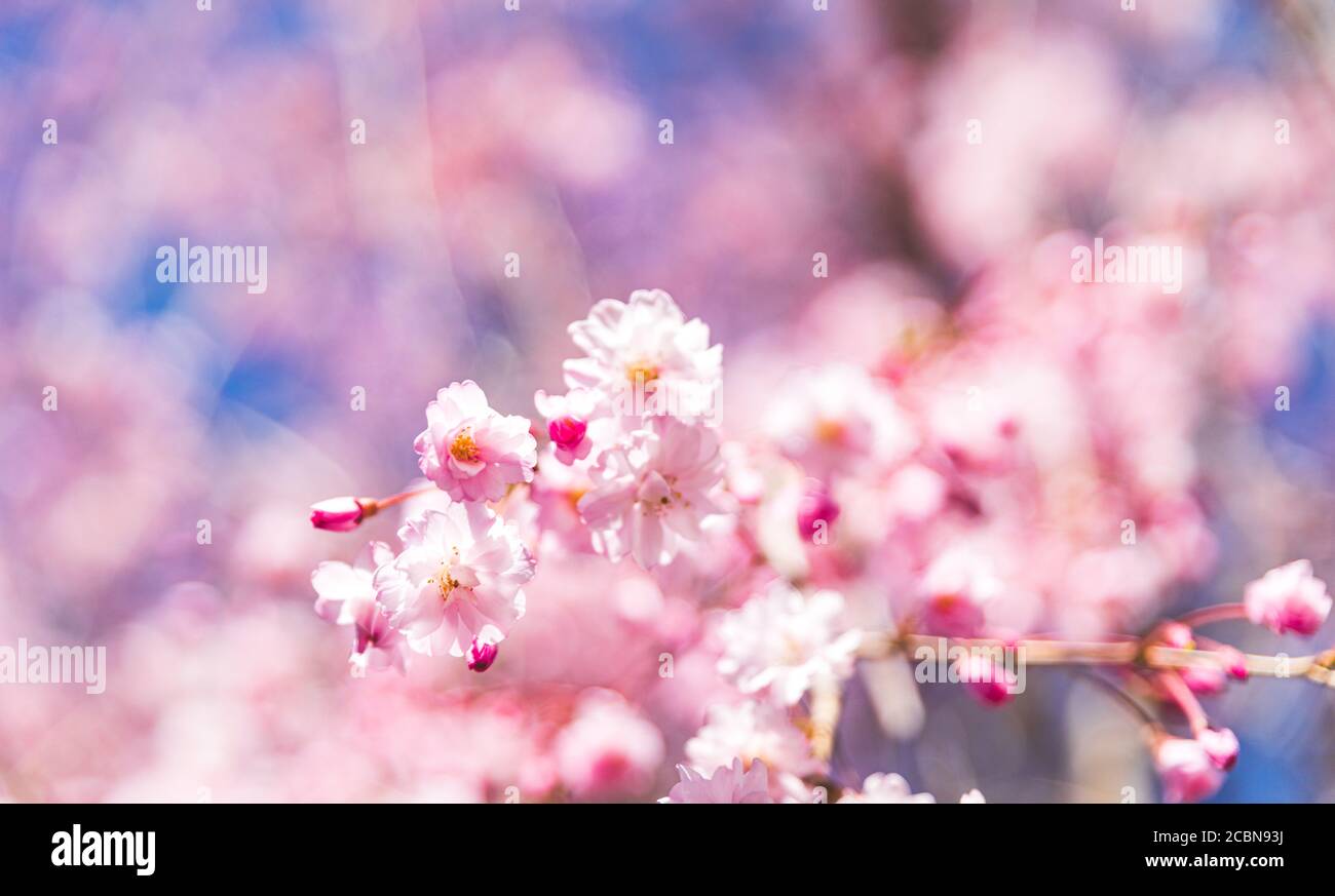 Nahaufnahme der rosa Kirschblüten am Ende des Astes Mit blauem Himmel dahinter Stockfoto