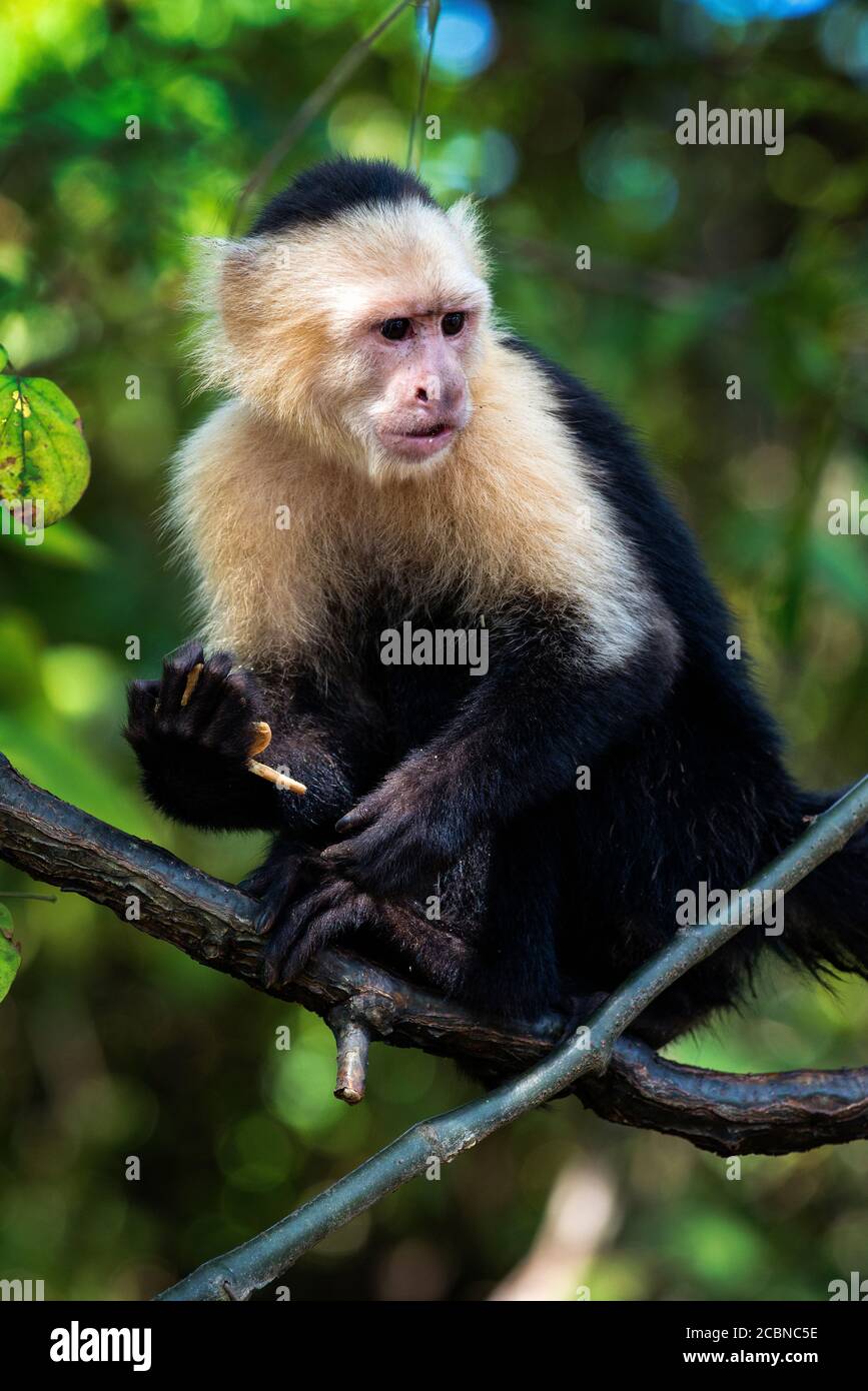 Panamaische Kapuziner mit weißer Farbe stammt aus den Wäldern Mittelamerikas, wichtig für die Regenwaldökologie, Puntarenas, Costa Rica Stockfoto