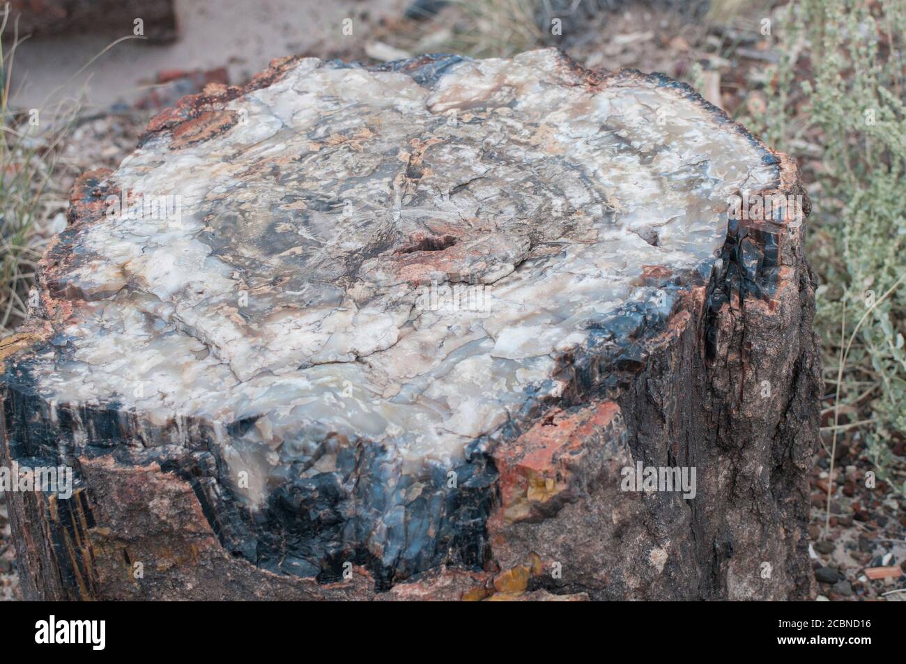 Mehrfarbiger Stein in einer Nahaufnahme in versteinertem Holz im Petrified Forest National Park in Arizona, USA Stockfoto