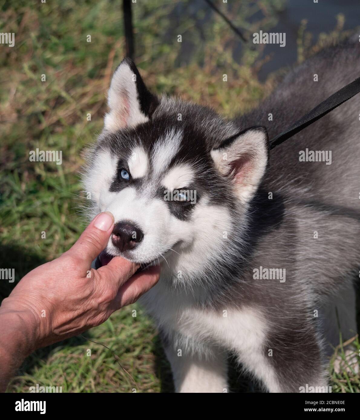 Pat auf den Kopf mit seiner Hand Husky Welpen Hund. Stockfoto