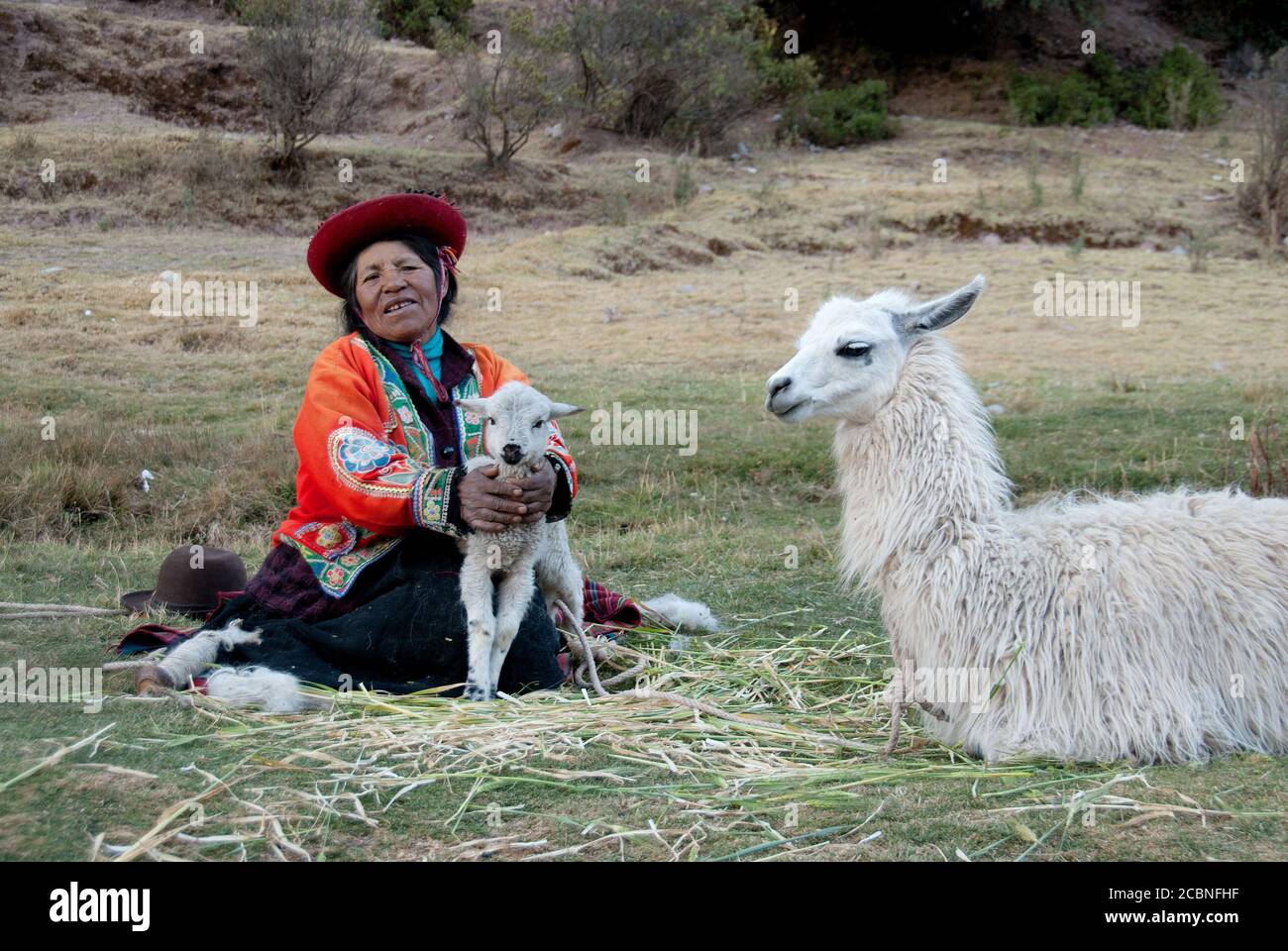 Frau in traditioneller Kleidung, die ihre Lamas besucht Stockfoto