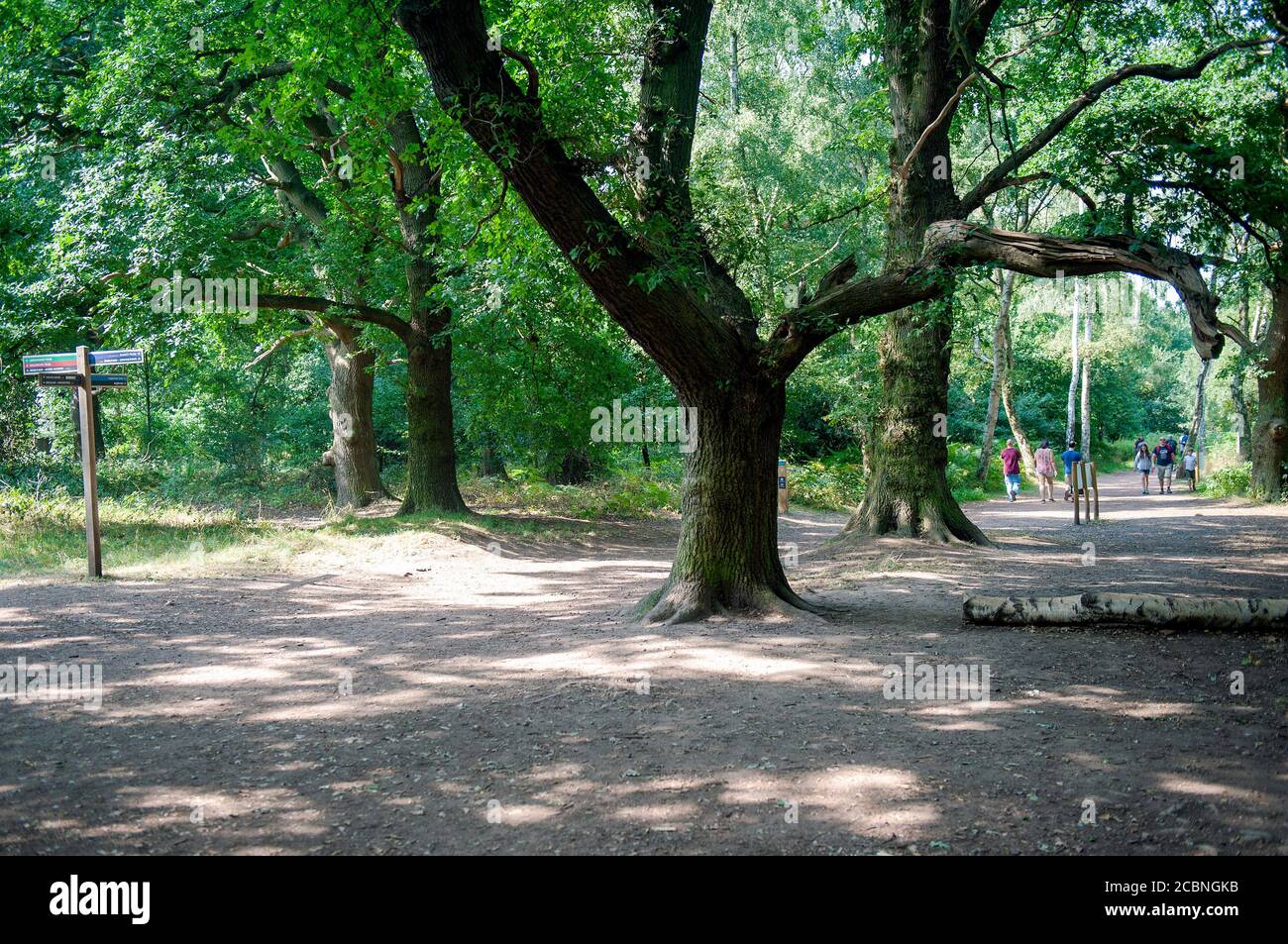 Bäume im Sherwood Forest Country Park Stockfoto