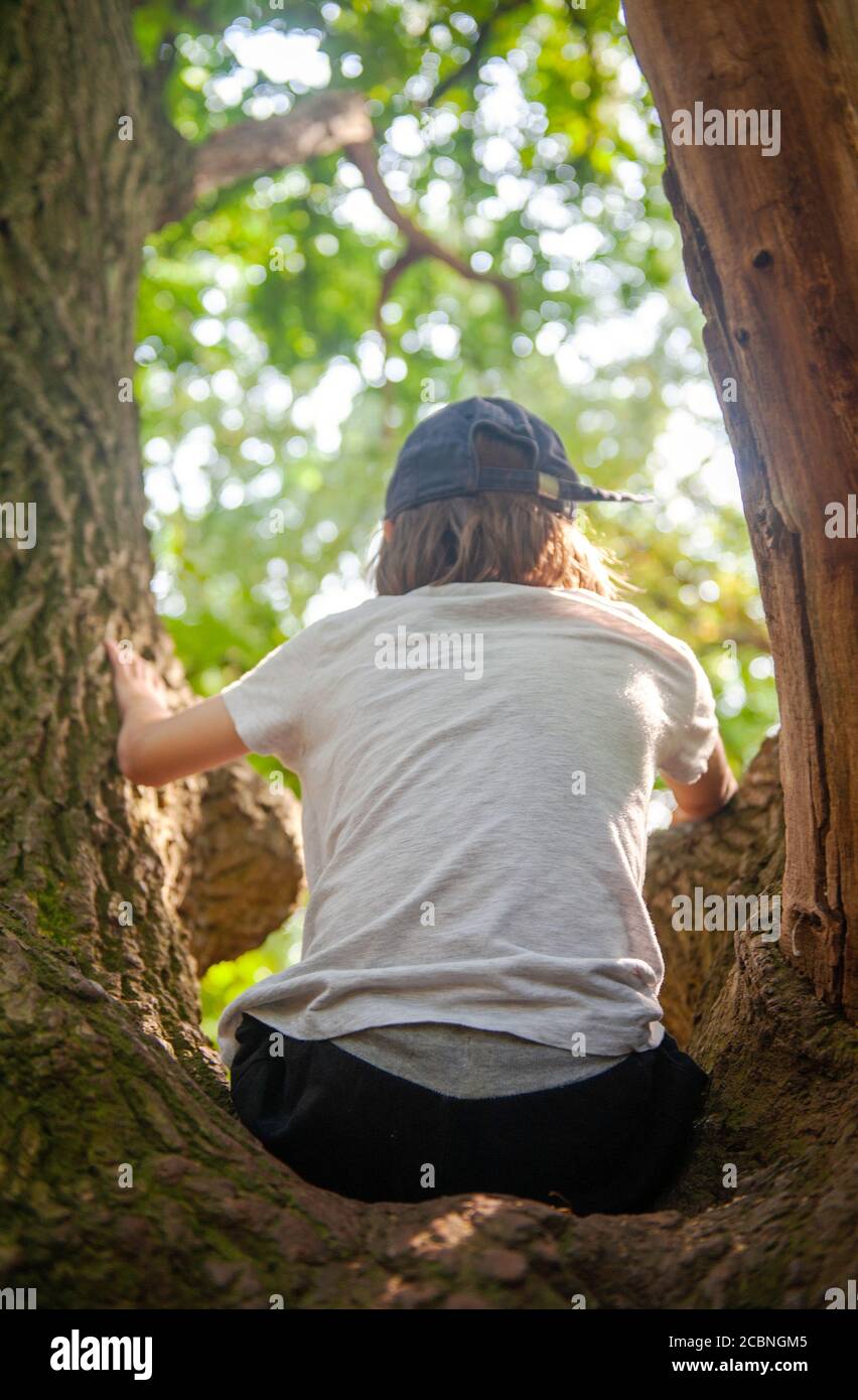 Kleiner Junge sitzt in einem Baum Stockfoto