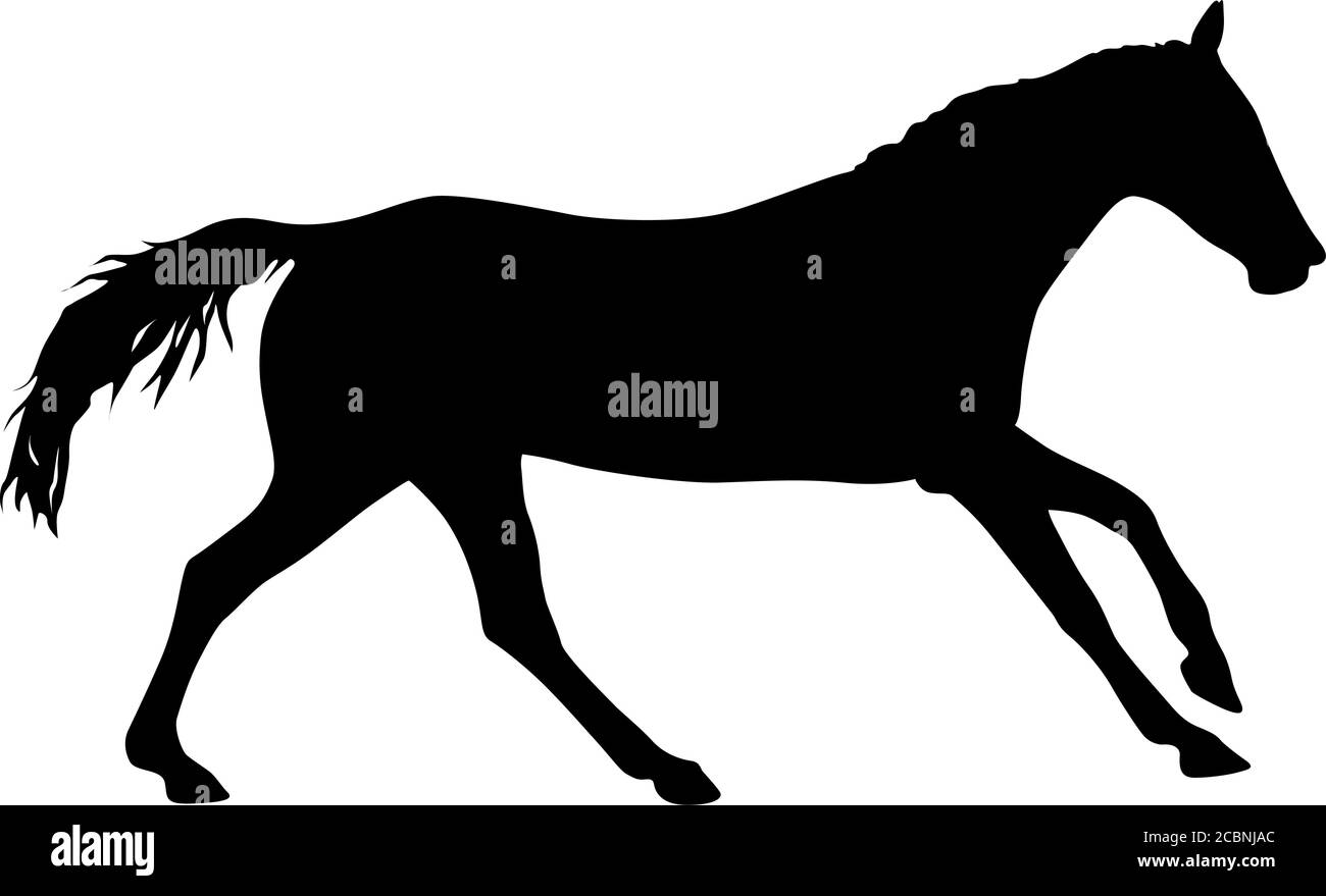 Silhouette von schwarzem Mustang Pferd auf weißem Hintergrund. Stock Vektor