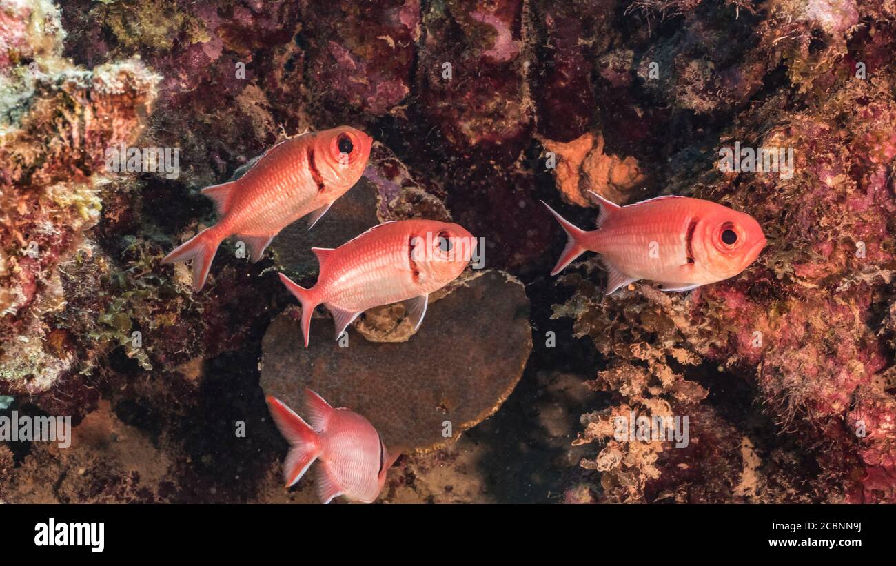 Nahaufnahme von Blackbar Soldaterfish im Korallenriff der Karibik / Curacao Stockfoto