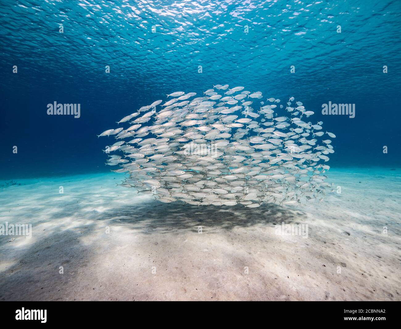 Köderball / Schule von Fischen im seichten Wasser von Korallenriff in der Karibik / Curacao Stockfoto