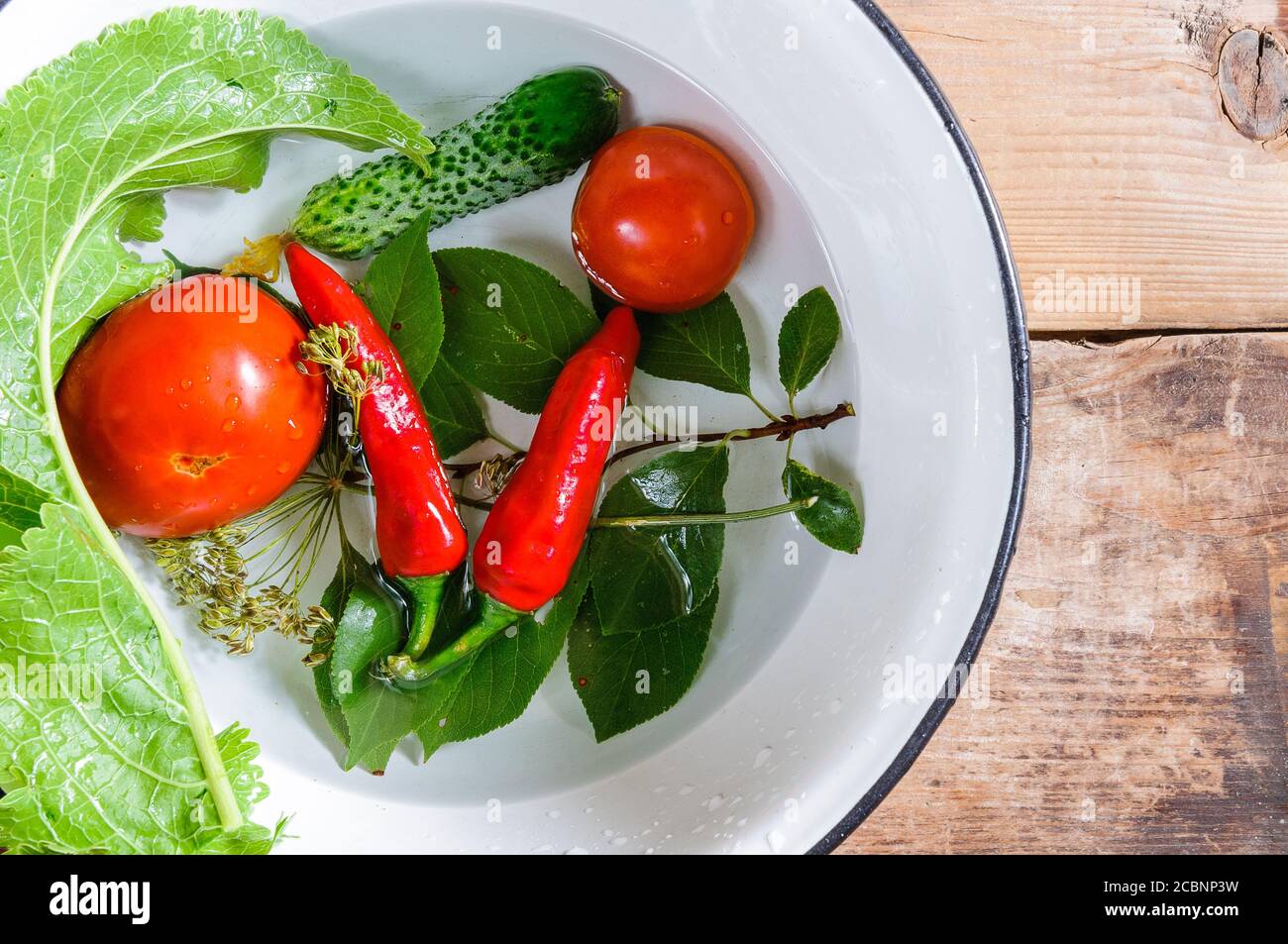 Tomaten, rote Paprika, Dillsamen und Kirsch- und Meerrettichblätter in Wasser in einer weißen Emaille-Schüssel. Stockfoto