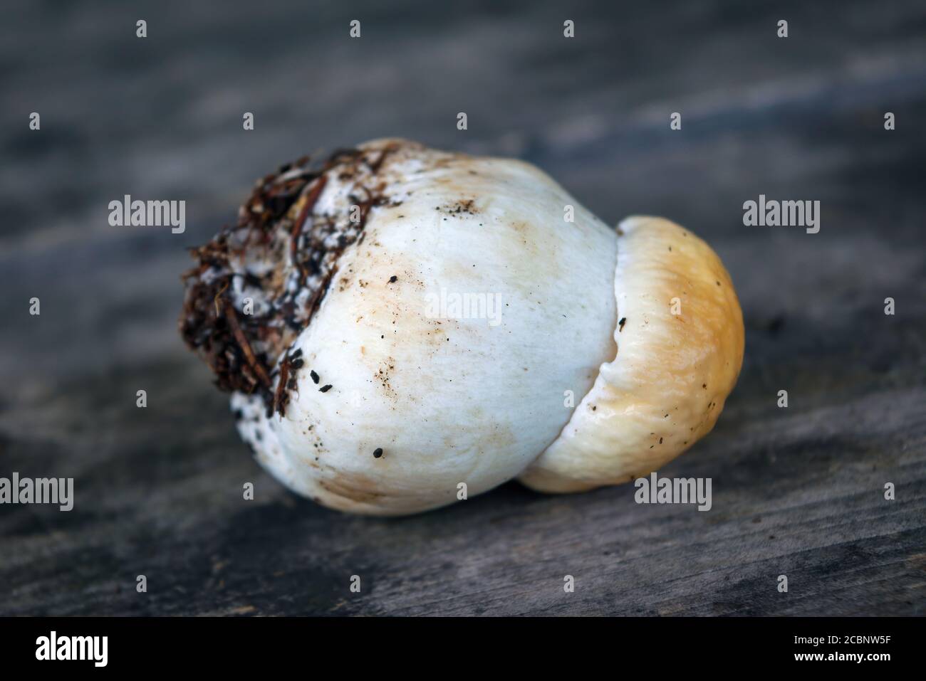 Pilz Boletus über Holzhintergrund. Herbstpilze. Pilze Sammeln. Stockfoto