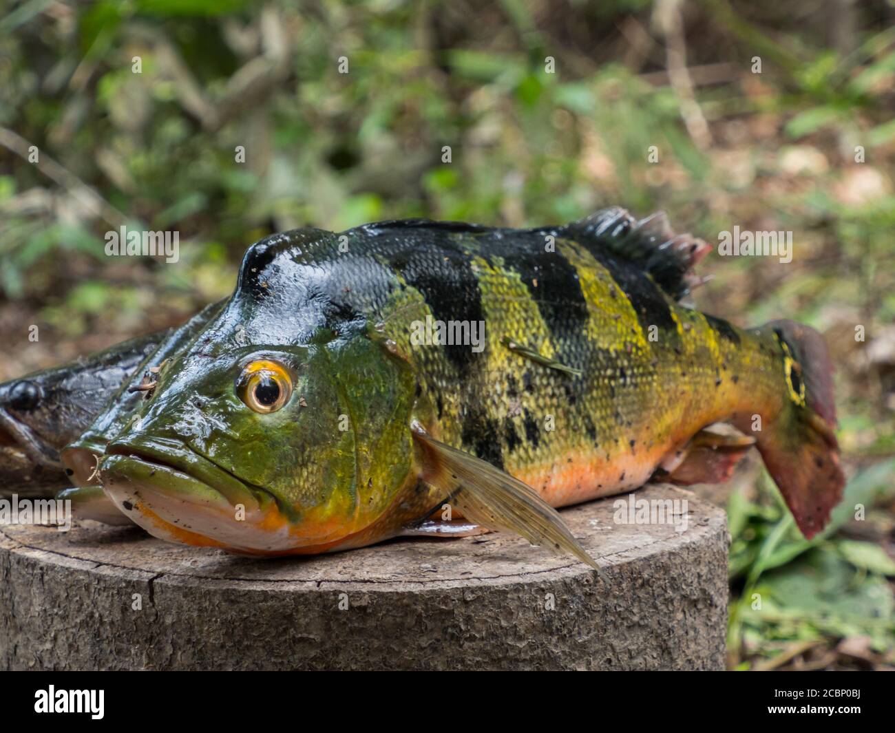 Südamerikanischer Fisch. Originalname: Pfauenbuntbarsch, Cichla ocellaris. Amazonien. Stockfoto