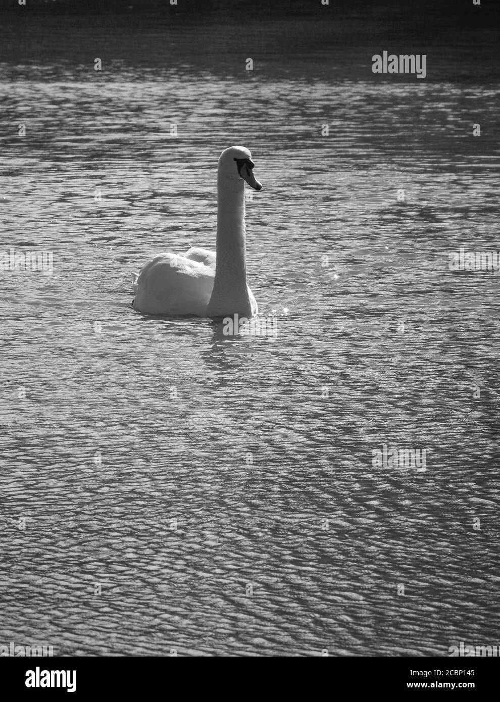 Vertikale Graustufenaufnahme eines schönen weißen Schwans, der darin schwimmend ist Der See Stockfoto