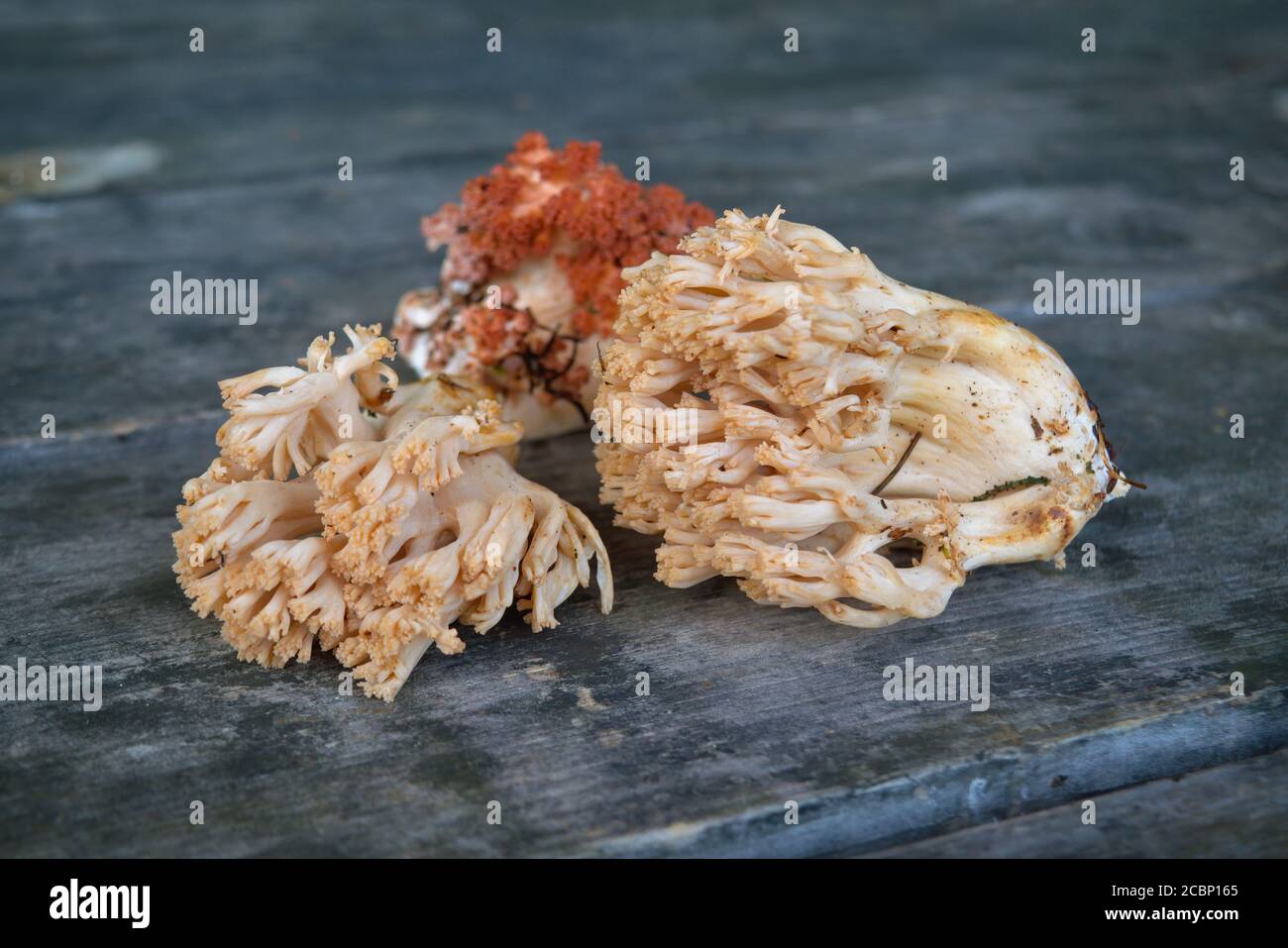 Essbarer Pilz Ramaria flava auf dem Hintergrund eines alten Holztisches Nahaufnahme. Stockfoto