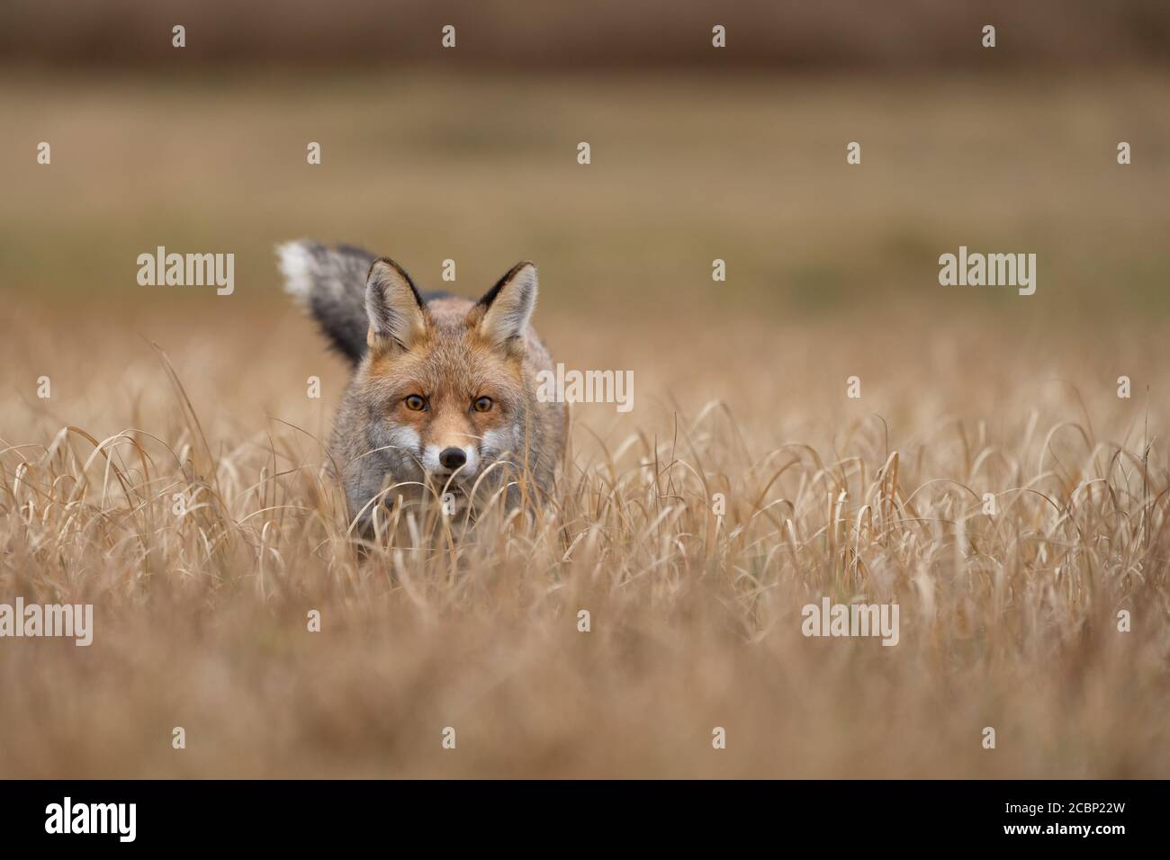 Fuchs schaut aus gelbem Gras. Jäger auf der Suche nach seiner Beute. Vulpes vulpes. Stockfoto